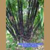 Թⴹ Ӫ  (Java black bamboo )