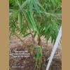 ҧ Gigantochloa sp., striped culms and leaves