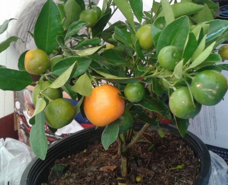 ต้นส้มจีน Gam Gat Sue (金橘) จะมีความหมายสัญลักษณ์ ของความมั่งมี