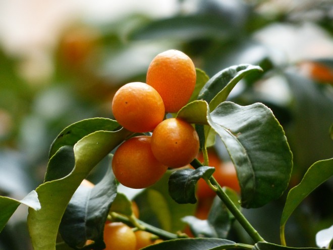 ต้นส้มจีน Kumquat tree หมายถึงส้มสีทอง ความมั่งคั่ง นิยมในวันตรุษจีน