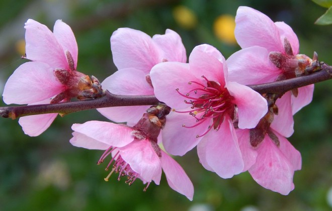 ดอกท้อ (Peach blossom) สัญลักษณ์แทนความหมายถึงชีวิตที่ยืนยาว