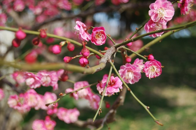ดอกพลัม หรือดอกบ๊วย (Plum blossoms) เปรียบเหมือนความอดทนความสุขในวัยชรา