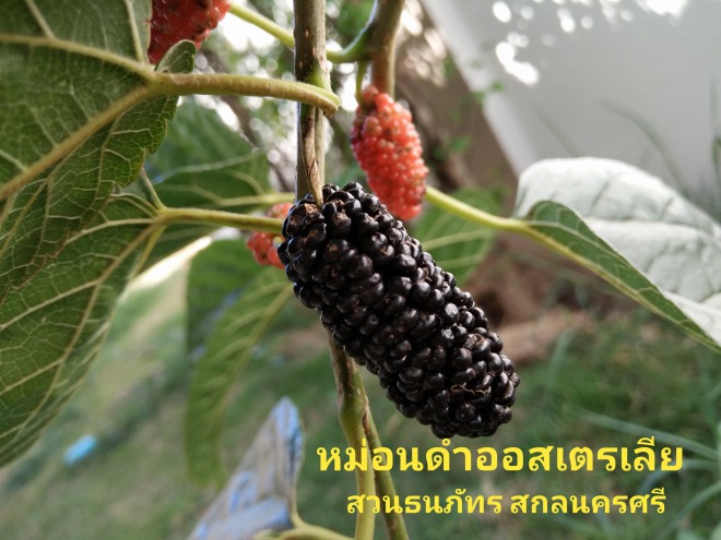 Black Australia Mulberry