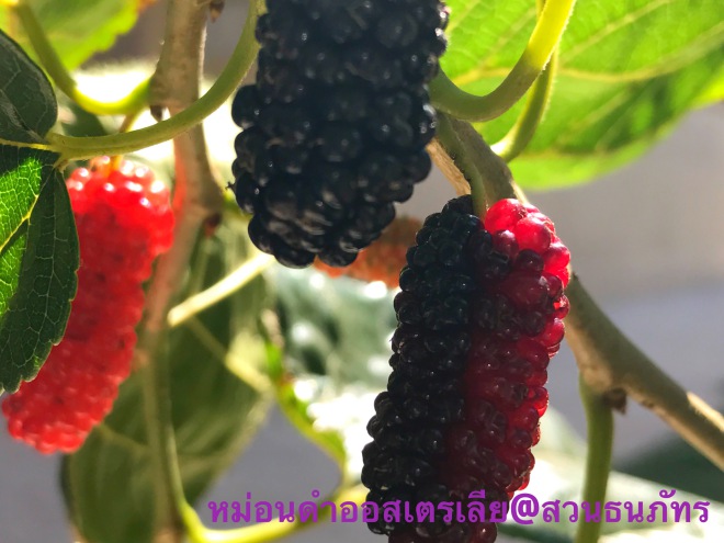 ͹ Mulberry ¾ѹҧ