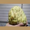 ����˹��ྪûҡ��ͧ �Դ�Ŵ� �١�˭� �ʪҵԴ� Custard Apple