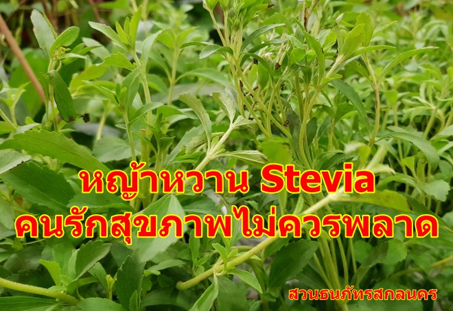 ˭ҹ Stevia ѡآҾþҴþسлªҡ