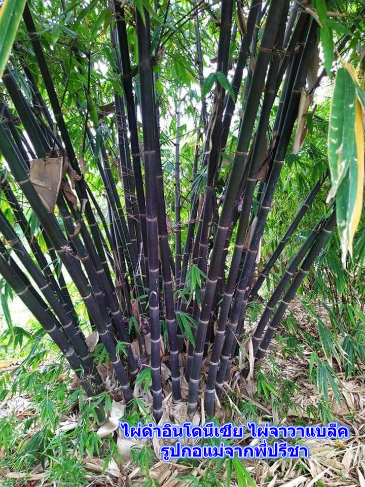 Թⴹ Ӫ  (Java black bamboo )