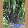 ����Թⴹ���� ��Ӫ�� �������� (Java black bamboo )