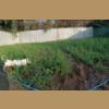 แปลงหญ้าหวานอิสราเอล อายุ1เดือน รูปจากน้องที่สั่งท่อนพันธุ์ทางสวน