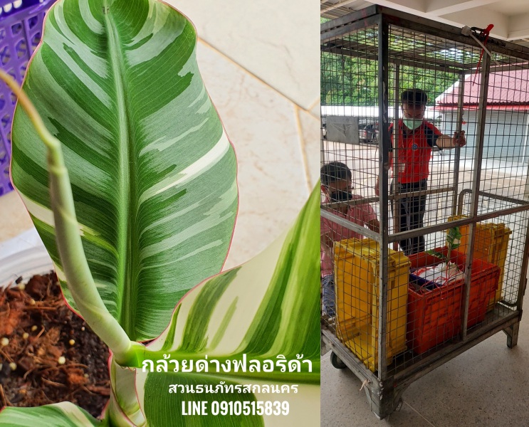 กล้วยด่างฟลอริด้า ส่งแบบ VIP เหมาโรลพาเลท ปลายทางนนทบุรี