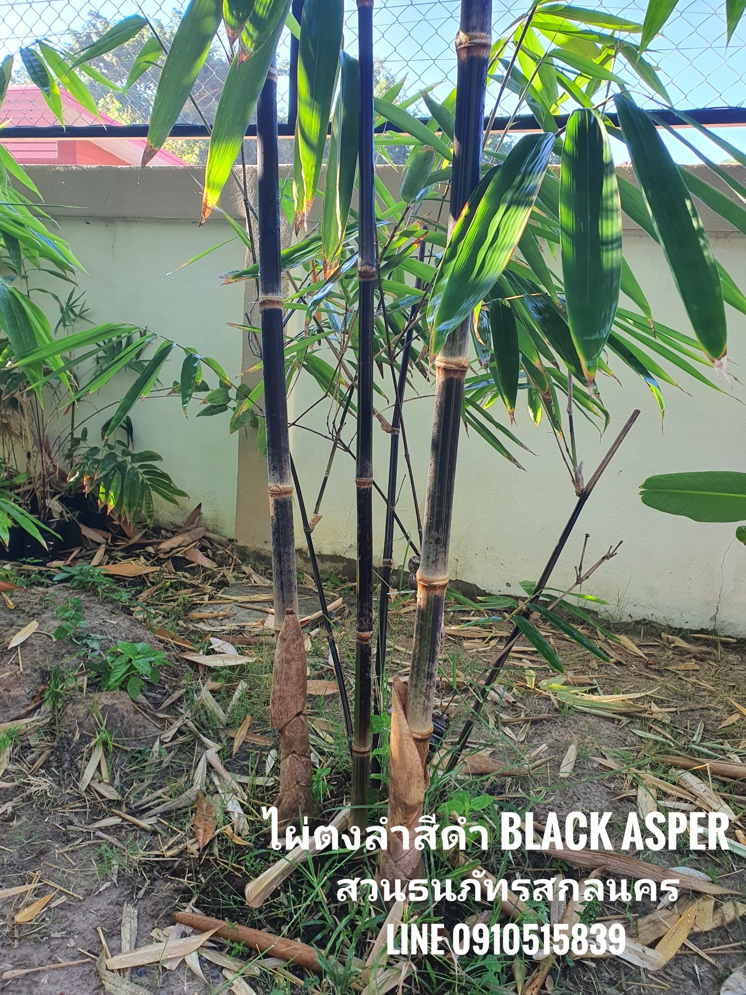 ไผ่ตงลำสีดำ ไผ่ Black Asper ต้นนี้แบ่งจากพี่ปรีชาเอามาตั้งต้นแม่