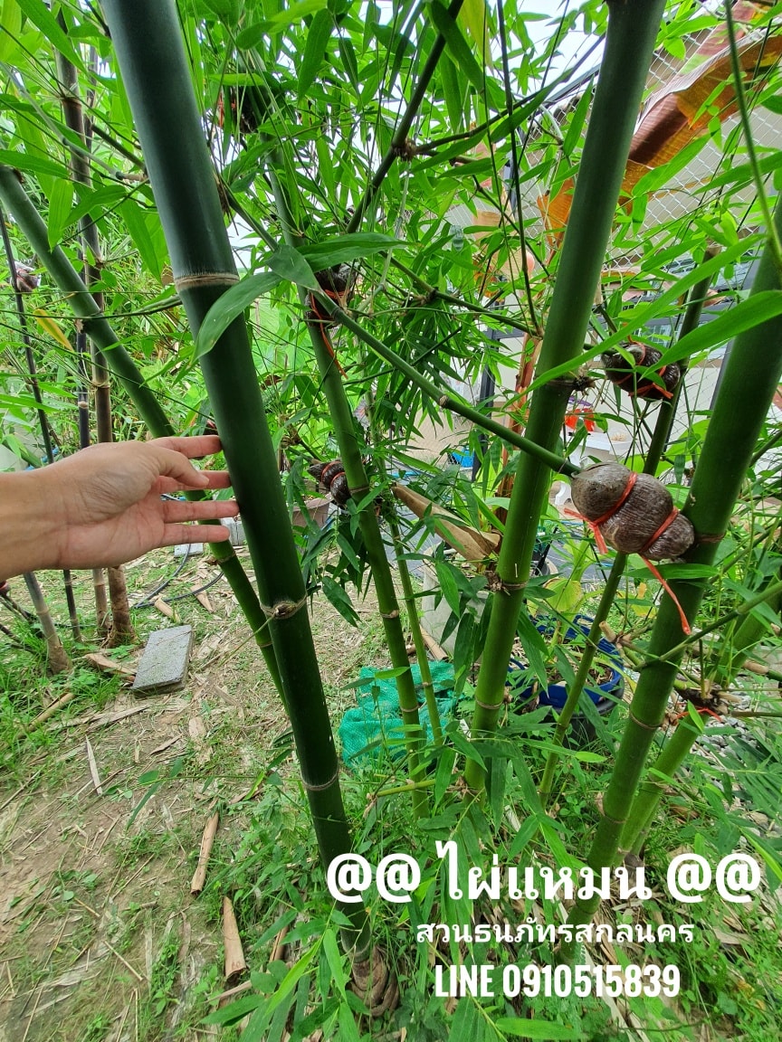 Layering Bamboo ไผ่แหมน Dendrocalamus Barbatus ( Lao ) เข้าปีที่2 ตอนกิ่ง