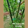 ������ Dendrocalamus Barbatus ( Lao ) ��ҧ��һշ��2 �͹���