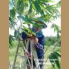 Bamboo Air Layer Propagation �͹�������¾ѹ����ҧ���ǹ