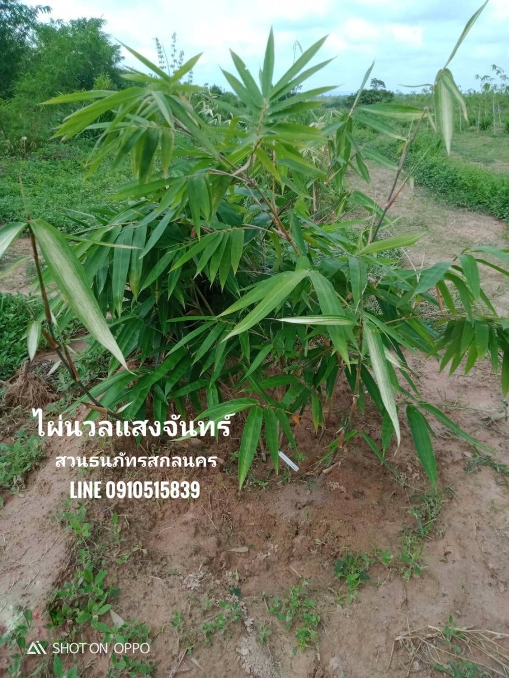 ʧѹ ҧչ͡ Planting bamboo