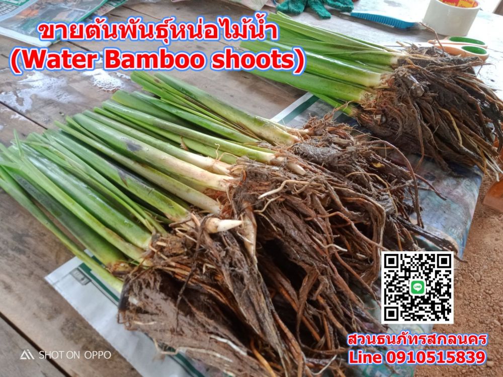 ขายต้นหน่อไม้น้ำ (Water Bamboo shoots)