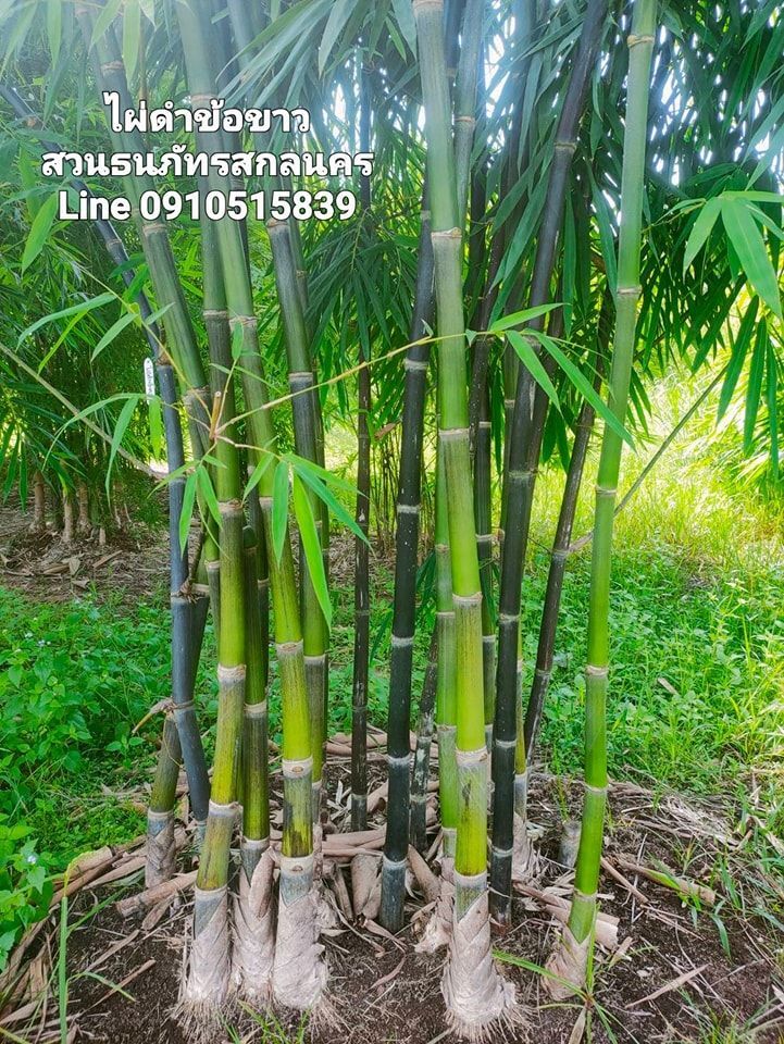 Ӣ͢ ´ Black bamboo with white joints