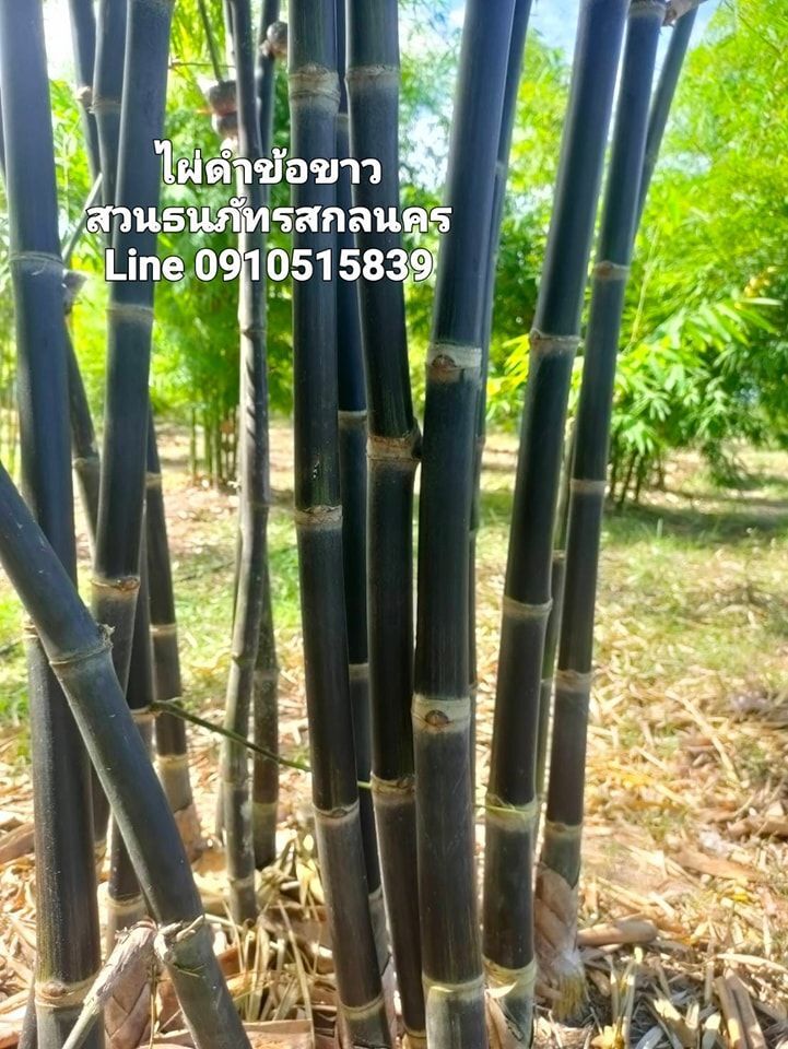 ไผ่ดำข้อขาว ไผ่ดำมงคล Black bamboo with white joints งดงามแบบธรรมชาติ