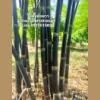 Ӣ͢  Black bamboo Ẻҵ