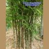 Ҥ Naga Bamboo Ѵ硷оѧ