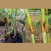 Һᴧշͧ 鹾ѹش˧Ҫ Rare bamboo species