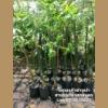  Gracilis bamboo ش˧ŧا繵鹾ѹ
