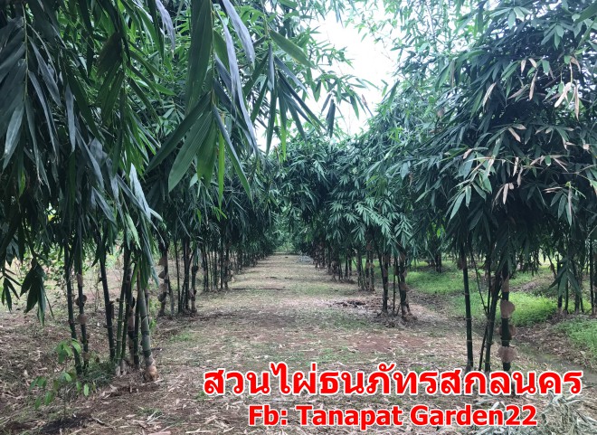 สวนไผ่สกลนคร รวมสายพันธุ์ไผ่ขายหน่อ ไผ่ขายลำ Tanapat Bamboo Garden